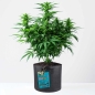 Preview: Grow Bucket Super Soil mineralic