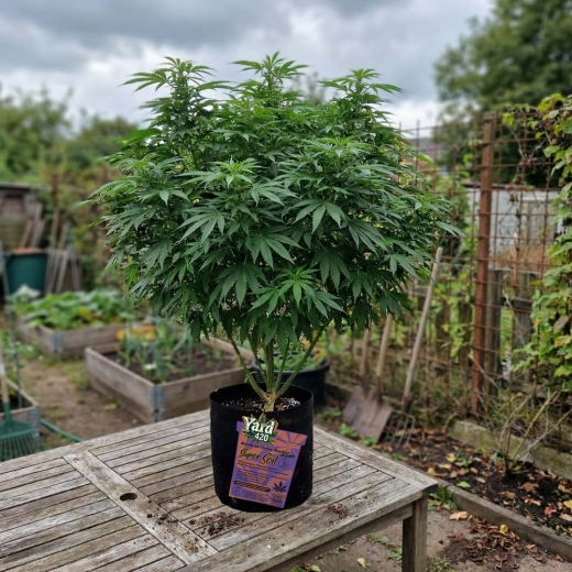 Preview: Grow Stofftopf Super Soil organic