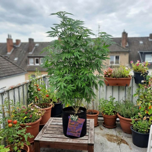 Preview: Grow Stofftopf Super Soil organic