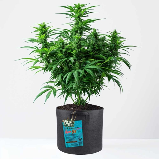 Grow Bucket Super Soil mineralic