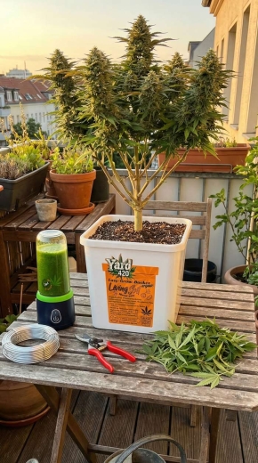 Grow Bucket Living Soil organic